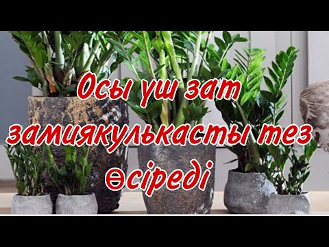 Видео: Замиякулькасқа осы үш қоспаны берсеңіздер,өскін көп өсетін болады#үйгүлдері #гүл #замиякулькас