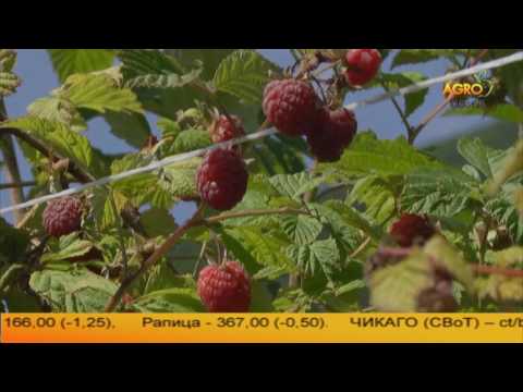 Видео: Забравен от добрина