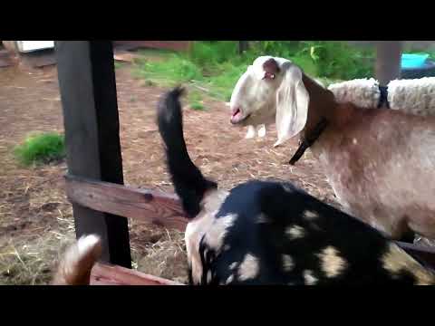 Видео: НАШИ БУДНИ