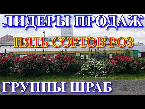 Видео: Лидеры продаж. Пять сортов роз группы шраб (парковые)