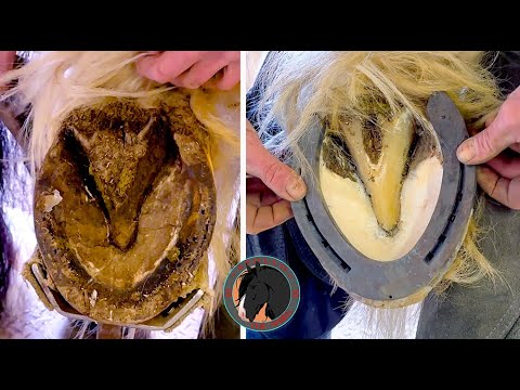 Видео: ВОССТАНОВЛЕНИЕ ЗАДНИХ КОПЫТ, ноги размером с обеденную тарелку с Apollo The Shire