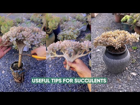 Видео: Простой уход за суккулентами для новичков, таких как вы!