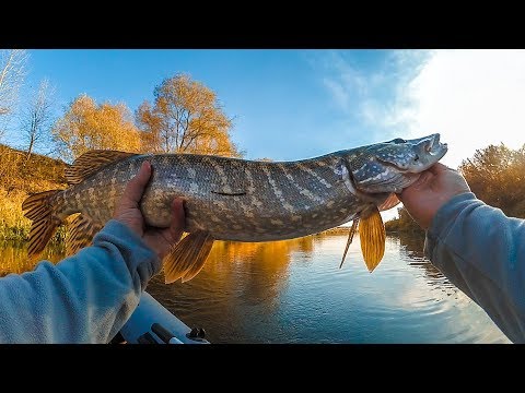 Видео: Осенний ЖОР ЩУКИ со Strike Pro Montero. Лучшая рыбалка 2018