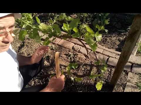 Видео: Выломка зеленых побегов на кустах винограда, нормирование нагрузки побегами