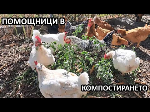 Видео: Спа център за кокошки, помощници в градината / Tony's permaculture garden