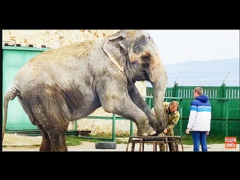 Видео: Олег Зубков делает огромной СЛОНИХЕ ПЕДИКЮР!