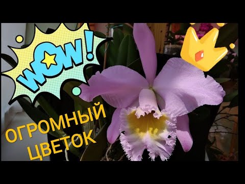 Видео: Каттлейный комплекс цветения побежден! ОРХИДЕЯ цветет в домашних условиях.