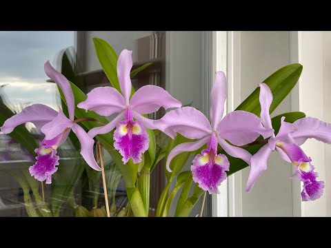 Видео: Интересная история моей Cattleya warscewiczii sanderiana