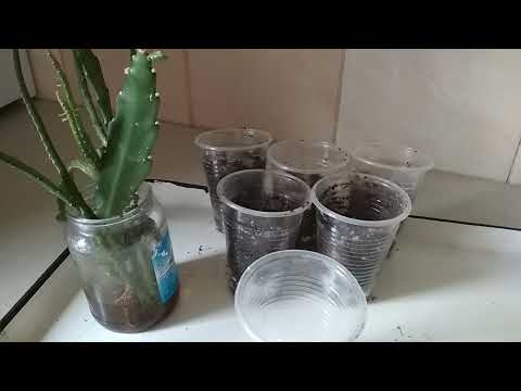 Видео: Эпифиллум - укореняем черенки в воде. //Epiphyllum - we root the cuttings in water.//