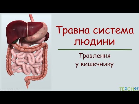 Видео: Травна система людини. Травлення у кишечнику.