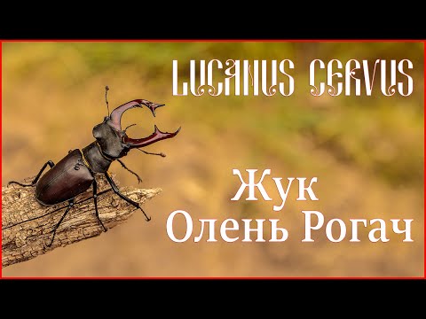 Видео: Lucanus cervus - Жук Олень Рогач