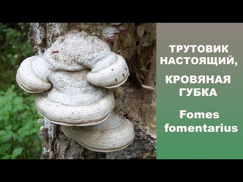 Видео: Кровяная губка -Трутовик настоящий. Fomes fomentarius
