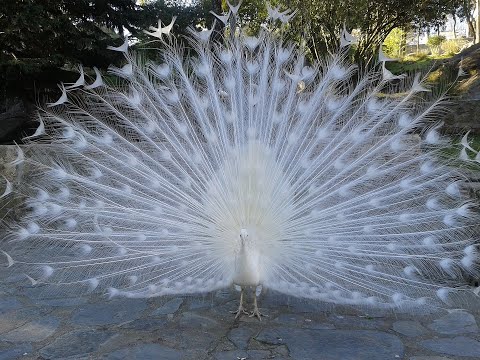 Видео: Парк птиц "ВОРОБЬИ"