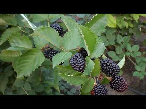 Видео: прайм арк фридом   2  сезон 2018