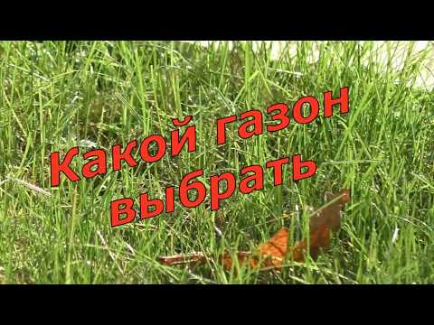 Видео: Какой газон выбрать? Различные виды газонных трав через полгода после посева