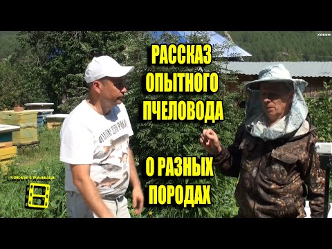 Видео: СРАВНЕНИЕ ПОРОД ПЧЕЛ БАКФАСТ, КАРНИКА И СРЕДНЕРУССКАЯ. БЕСЕДА НА ПАСЕКЕ ВЛАДИМИРА РЯБУХИНА НА УРАЛЕ