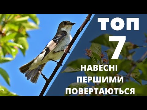 Видео: Які птахи прилітають першими навесні. ТОП 7.  Реальне відео птахів в природі.