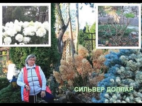 Видео: ОБРЕЗКА метельчатой гортензии СИЛЬВЕР ДОЛЛАР- в 2022 году