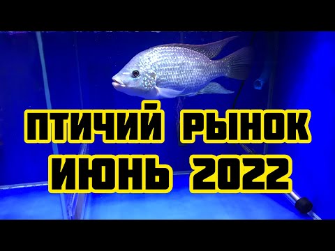 Видео: Птичий рынок! Июнь 2022!!