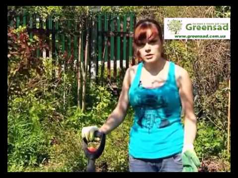 Видео: Подкормка роз на практике