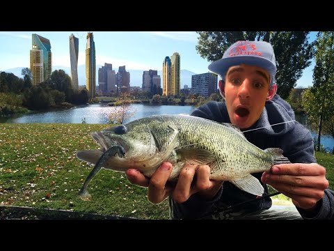 Видео: ОГРОМНИ БАСОВЕ НАСРЕД СОФИЯ?! (Риболов на блек бас)