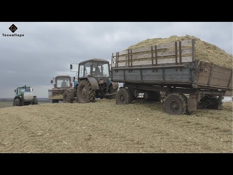 Видео: Заготовка кукурузного силоса в курган