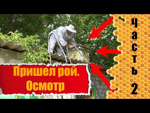 Видео: Бродячий рой пчел пришел в ловушку/Осмотр пришедшего роя
