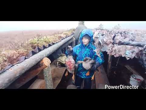 Видео: Охота на гуся!
