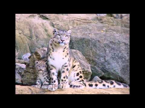 Видео: 1 - Odina Hoshimov (Одина Хошимов) Kohan diyara diyare yara - tajik song