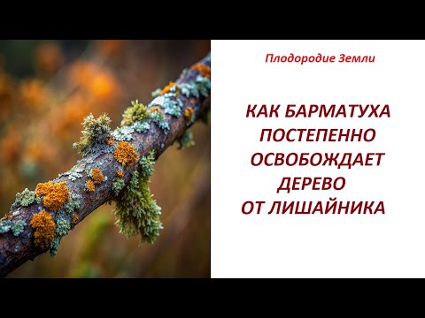 Видео: Секреты плодородия раскрывает БАРМАТУХА №655/24