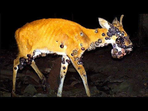 Видео: Эти Животные ЗВАЛИ НА ПОМОЩЬ! 🐱‍👤 Попробуй Не Заплакать! 😭 Топ 50 Моментов Спасения Животных