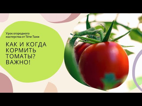Видео: 843.  Как и когда кормить томаты.