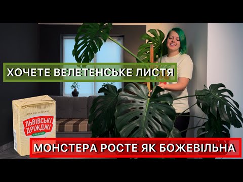 Видео: Як правильно пересадити Монстеру . Секретні лайфхаки.