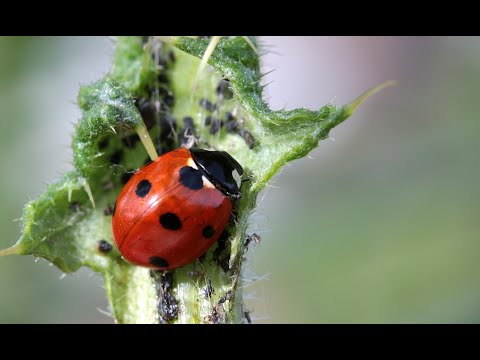 Видео: Тля и муравьи – средство эффективной борьбы