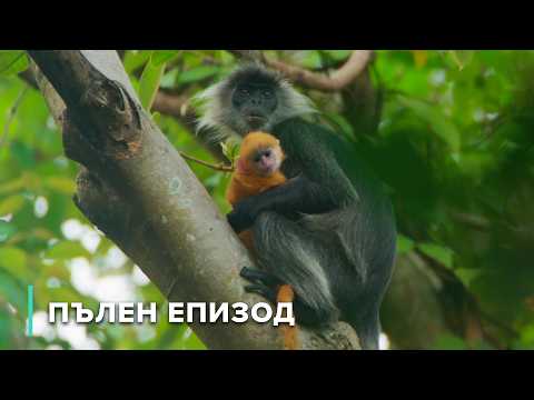 Видео: Съществата от крайбрежните скали на Виетнам | Загадките на Меконг 110