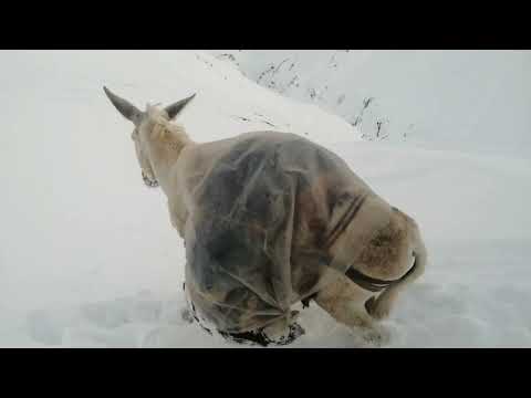 Видео: барф дар ягноб 22май