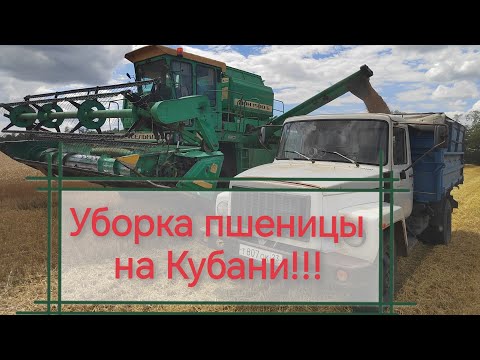 Видео: Уборка урожая пшеницы 🌾🌾🌾 2025!!!
