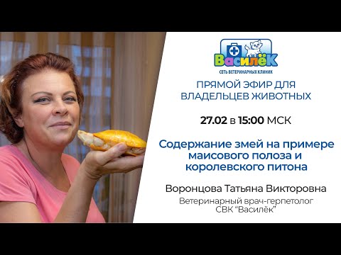 Видео: Содержание змей на примере маисового полоза и королевского питона