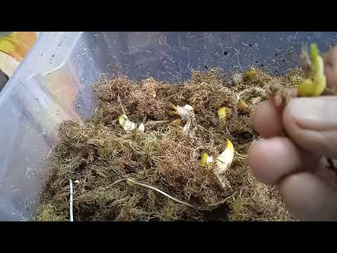 Видео: 49 ДНЕЙ!  РАБОТАЮ  С  МАРТАГОНАМИ!  ВЫСАЖИВАЮ  ЧЕШУЙКИ!! 