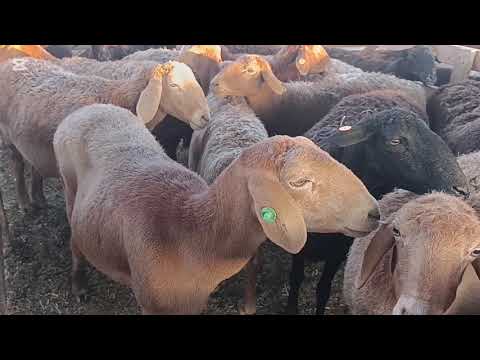 Видео: 1 ноябры 2025 жыл токмок мал базары койлордун баасы 