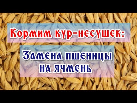 Видео: Кормим кур-несушек: замена пшеницы на ячмень
