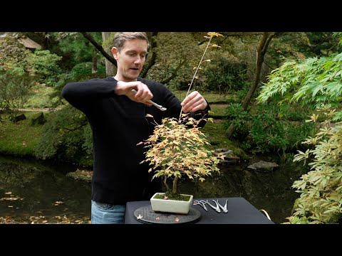 Видео: Структурная обрезка бонсай клена трезубца (Acer buergerianum)