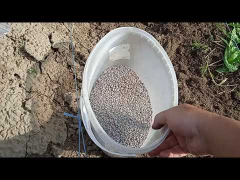 Видео: Грядки для полуниці