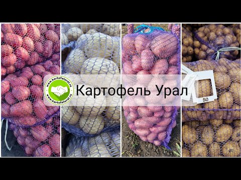 Видео: Торнадо, Ла Страда, Ред Скарлет, Гала, Алуэт. Урожай картофеля 2022 года компания Картофель Урал 🤝