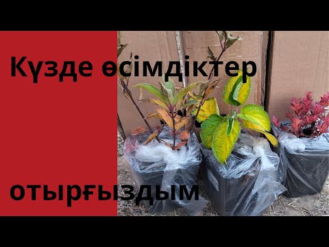 Видео: Күзде өсімдіктер отырғызды.