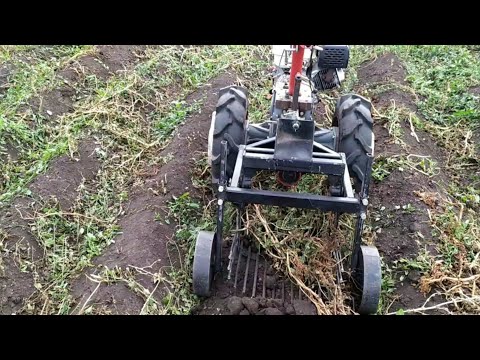 Видео: Картофелекопалка Мотор СИЧ КГр -1В в работе