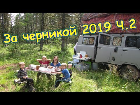Видео: За черникой в тайгу. Ч.2 - сбор черничники, лагерь. (07.19г.) Семья Бровченко.