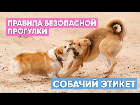 Видео: СОБАЧИЙ ЭТИКЕТ: как хозяину вести себя на прогулке с мокроносым🦮 Можно ли гулять БЕЗ ПОВОДКА?