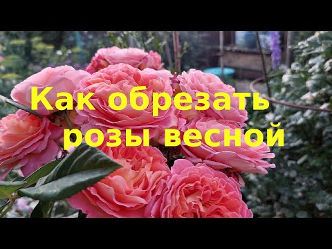 Видео: Обрезка и формирование кустов роз весной