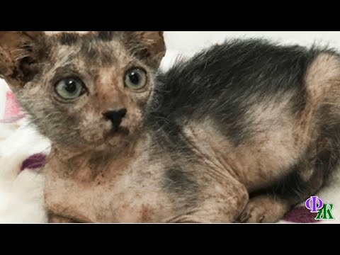 Видео: Жуткая киса жадно ела - худое тельце, огромные глазищи и большие уши,  все это внушало страх